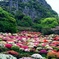 御船山つつじ