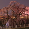 滝桜にて