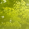 green green