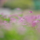 嬉～春の歌～