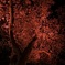 夜桜