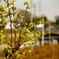 _MG_2010
