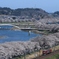 一目千本桜と白石川