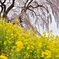 美春桜　７