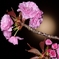 月夜に楽しむ八重桜