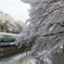 桜とつばさ