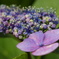 紫陽花