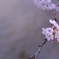 水辺の花