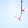 おはな