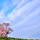 塩ノ崎の大桜　part2。