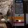 桜咲く三浦駅にて.