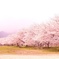 花見日和
