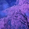 夜明け前のしだれ桜