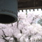 永泉寺のシダレ桜