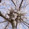 桜の巣