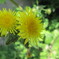 タンポポの花は本当に美しい！！！IMG_3836