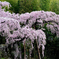 和　～ 紅枝垂地蔵桜 ～