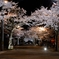 凱旋桜