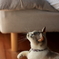 猫の一本釣り