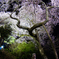 夜桜心酔