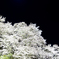 夜桜心酔