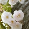 白い桜