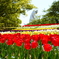 万博公園チューリップ！