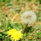 TANPOPO
