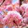 初夏の桜