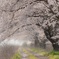 桜・夢回廊