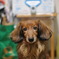 愛犬
