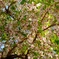 葉桜