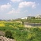 春の鶴見川