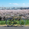 sakura cycling