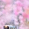 水郡線、矢祭山の春。