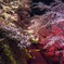 懐古園の夜桜 〜試写〜