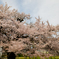 さっちゃん桜