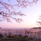 HANA・HANA 36 (sakura・honoka)