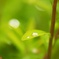 morning dew（朝露）