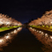 鶴岡公園の桜