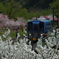 花桃と電車