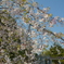 奇麗なお花