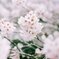 咲き誇る桜