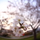 道端桜 III