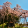 青空に映えて　　～ 紅枝垂地蔵桜 ～