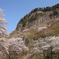 屏風岩の桜　今日が満開