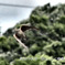 DSC_2565-2
