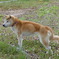 愛犬の復活