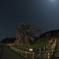 ライトと月夜の又兵衛桜