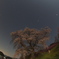 再編集　　又兵衛桜